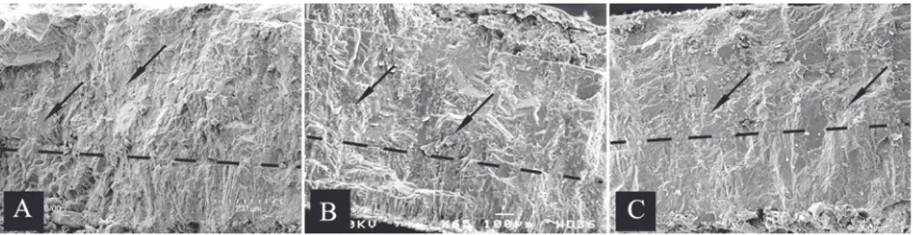 FIGURE 3. A. SEM of  an oviraptorid egg (IGM 100/979). Note the bi-layered eggshell structure, with layer 1 consisting of  acicular calcitic crystals and where the contact between layers 1 and 2 is aprismatic (dotted line)