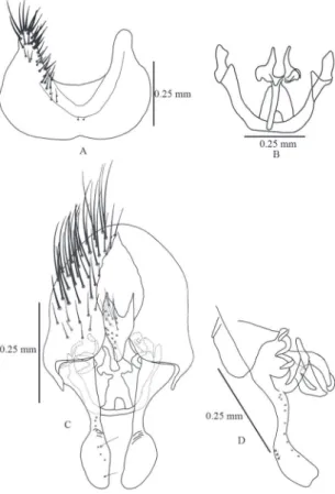 FIGURE 4: Fannia bigoti Stein. A. Male fore tarsi, dorsal. B. Male  sternite 5, ventral C