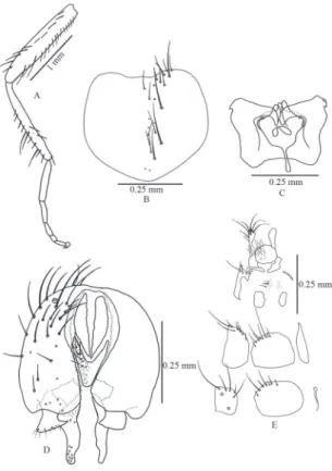 FIGURE 5: Fannia canicularis (Linnaeus). A. Male hind leg, ante- ante-rior. B. Male sternite 5, ventral