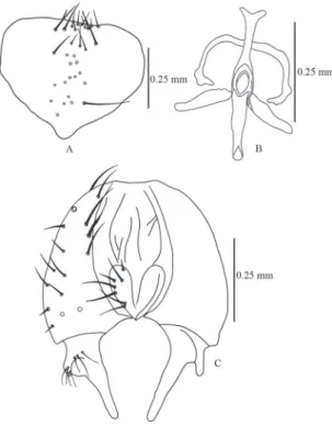 FIGURE 7: Fannia femoralis (Stein). A. Male sternite 5, ventral. B. 