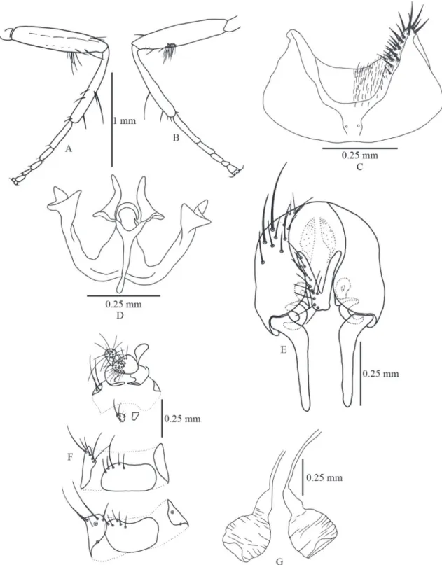FIGURE 8: Fannia fusconotata (Rondani). A. Male hind leg, anterior. B. Male hind leg, posterior