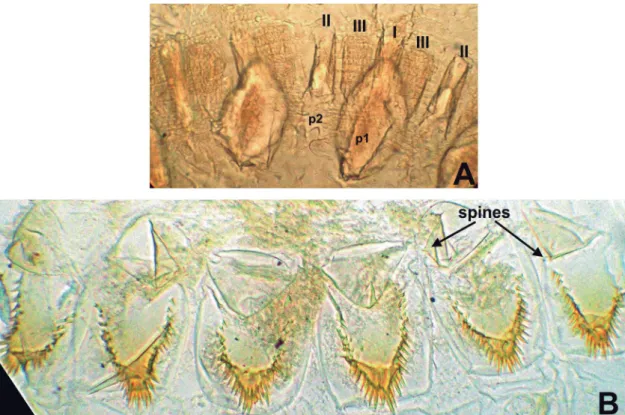 FIGURE 4: Ereymatermes piquira, n. sp. A, Worker gizzard armature. I to III, columnar folds of first, second and third order respectively; 