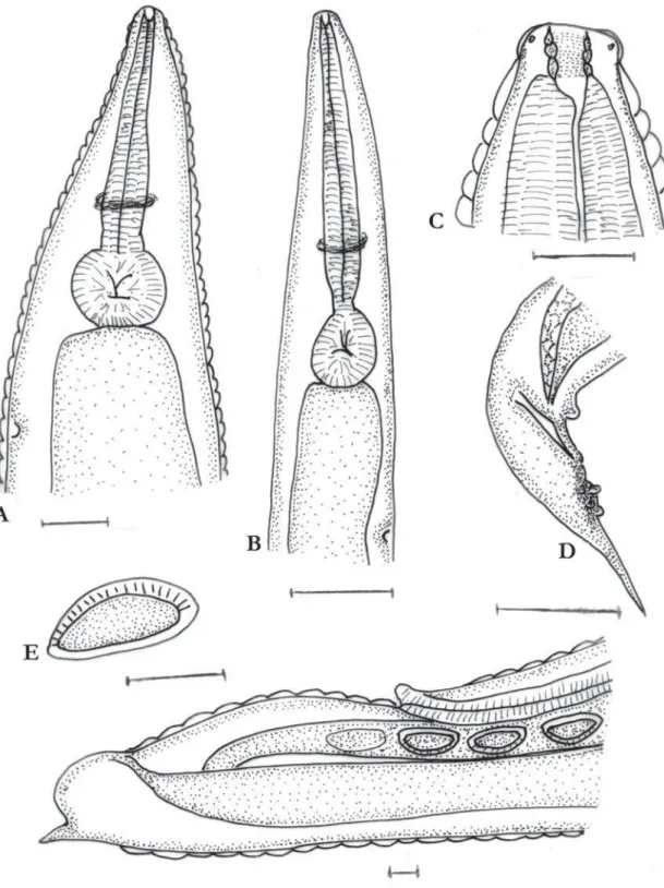 FIGURE 1. Blatticola cristovata n. sp. A. female anterior end. B. male anterior end. C