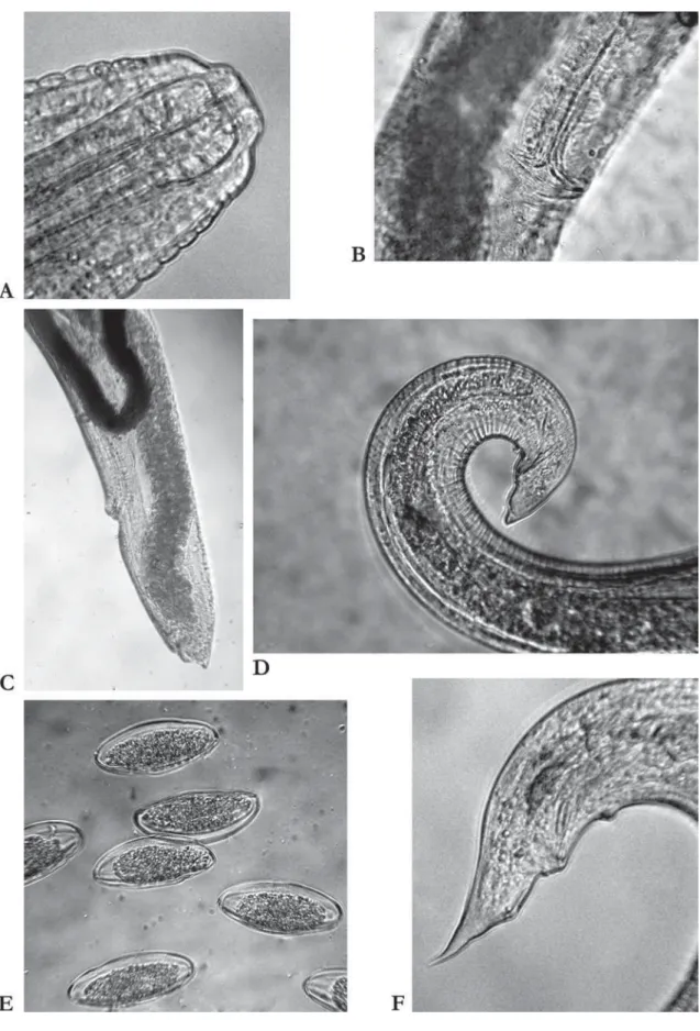 FIGURE 2. Blatticola cristovata n. sp. A. female stoma. B. Vulva. C. female posterior end, vulva and vagina