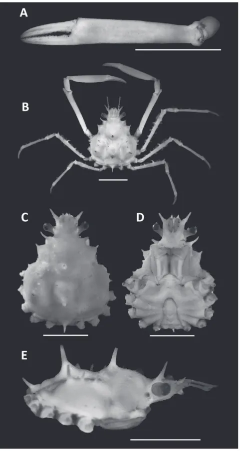 FIGURE 1: Euprognatha limatula n. sp. male holotype 8.5 x 7.0 mm (MZUSP 16940). A, lateral view of the left cheliped