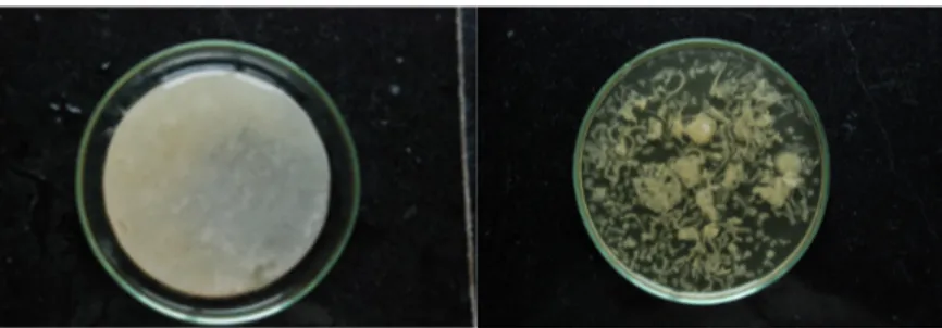 Figura 4 - Película de celulose uniforme e irregular formada por Gluconobacter persimmonis (Hungund e Gupta, 2010).
