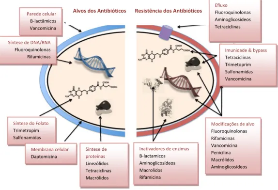 Figura 5 - Representação dos locais de atuação dos diferentes grupos de antibióticos (Adaptado de Wright, 2010)
