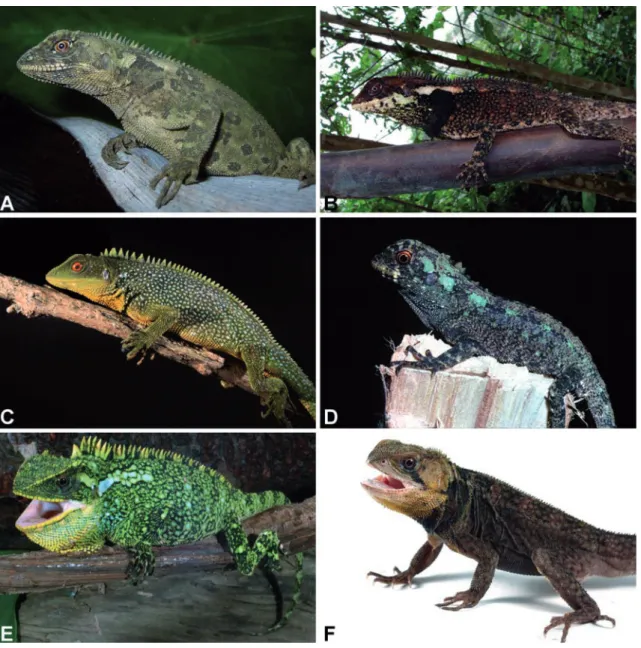 FIGURE 2: Three species of Enyalioides from western Ecuador. Female (A; DH-MECN 3847) and male (B; EPN 10735) of E
