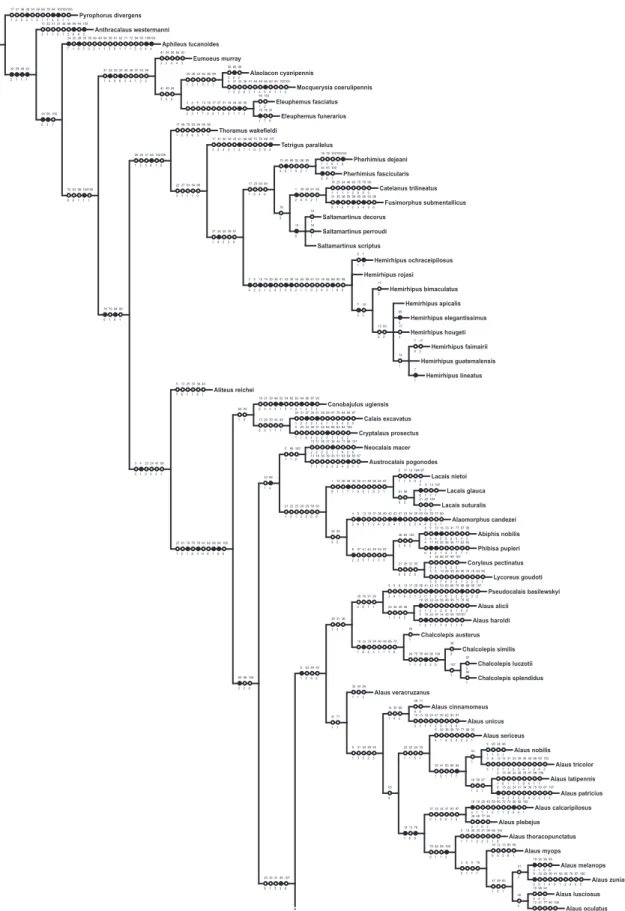 FIgurE 1A: Consensus tree of two more parsimonius trees to Hemirhipini genera (L 924 CI 28 RI 37)