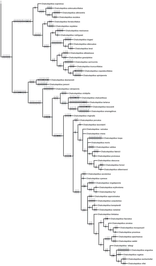 FIgurE 1b: Consensus tree of two more parsimonius trees to Hemirhipini genera (L 924 CI 28 RI 37)