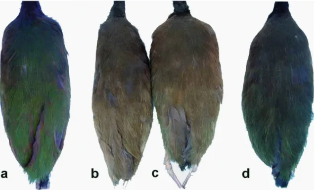 FIGure 1:  Pattern  of  the  mantle  coloration.  Specimens  from  Madeira-Tapajós  interfluvium  (a, MZUSP  62339);  Tapajós-Xingu  interfluvium (b, MPEG 22098), Xingu-Tocantins interfluvium (c, MPEG 37970), and to the east of Tocantins river and west of 