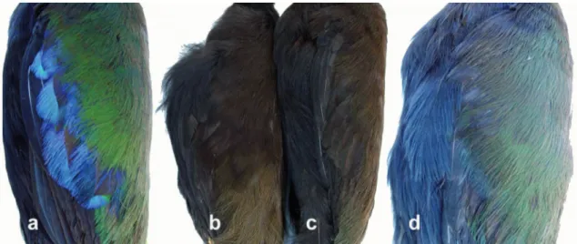 FIGure 3: Pattern of coloration of the base of the neck. Specimens from Madeira-Tapajós interfluvium (a, MZUSP 62339); Tapajós- Tapajós-Xingu interfluvium (b, MPEG 22098), Tapajós-Xingu-Tocantins interfluvium (c, MPEG 37970), and to the east of Tocantins r