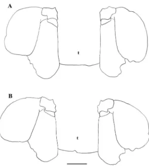 FIgure 2: Outline drawing of the uropod and telson of Scyllarides  deceptor  Holthuis,  1963  in  ventral  view