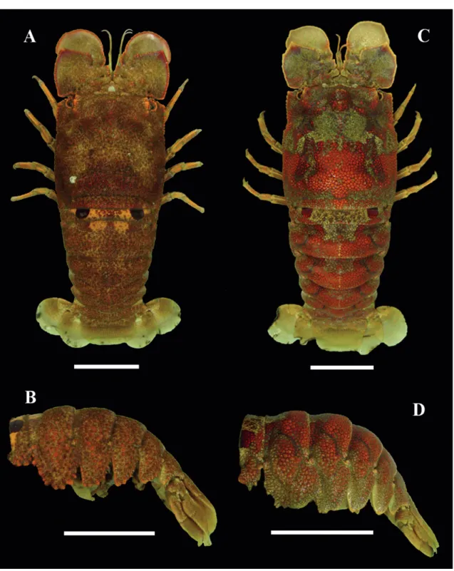 FIgure 3:  A‑B. Color  pattern  in  Scyllarides  brasiliensis  Rathbun,  1906  (MZUSP  15548)