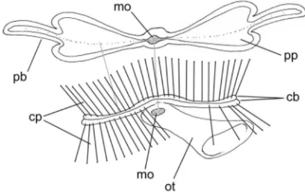 FIGuRe 121: Schematic representation of structures annexed to  mouth of a protobranch bivalve (above) and a scaphopod (below),  frontal‑slightly right view