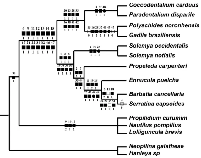 FIGuRe 122: Most parsimonious cladogram with synapomorphies of each node represented by symbols (black square: non‑homoplastic  synapomorphy; white square: reversion; circle: convergence)