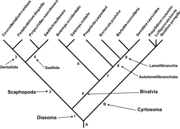 FIGuRe 123: Most parsimonious cladogram with each node numbered (ingroup) or named by letters (outgroups at right)