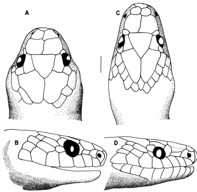 FIGURE 1: Dorsal and lateral views of heads of (A-B) Oxyrhopus leucomelas, ICN 10025, and (C-D) Oxyrhopus vanidicus, ICN 10789