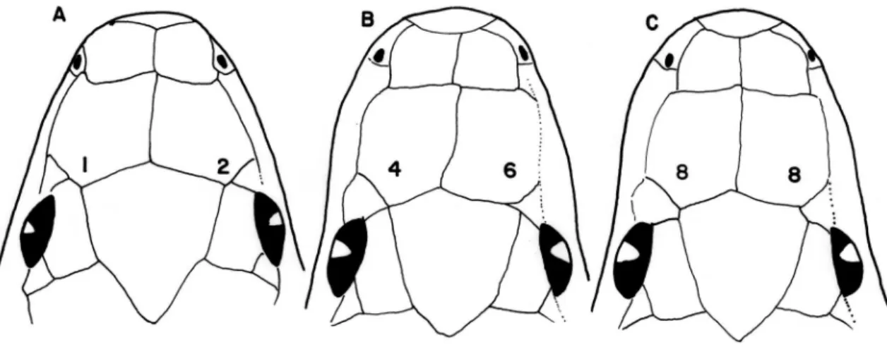 FIGURE 2: Dorsal views of heads of snakes of the genus Oxyrhopus illustrating combinations of contact (or lack thereof ) between preocular  and frontal scales