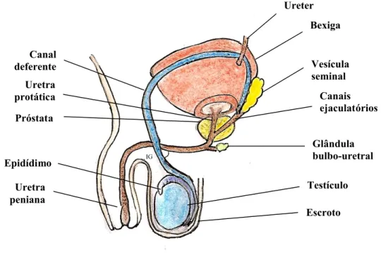Figura 1 – Esquema representativo da anatomia do sistema reprodutor masculinoBexiga Vesícula seminalCanais  ejaculatóriosGlândula bulbo-uretralTestículo Canal deferenteUreterUretra protáticaEpidídimoEscrotoUretra penianaPróstata IG