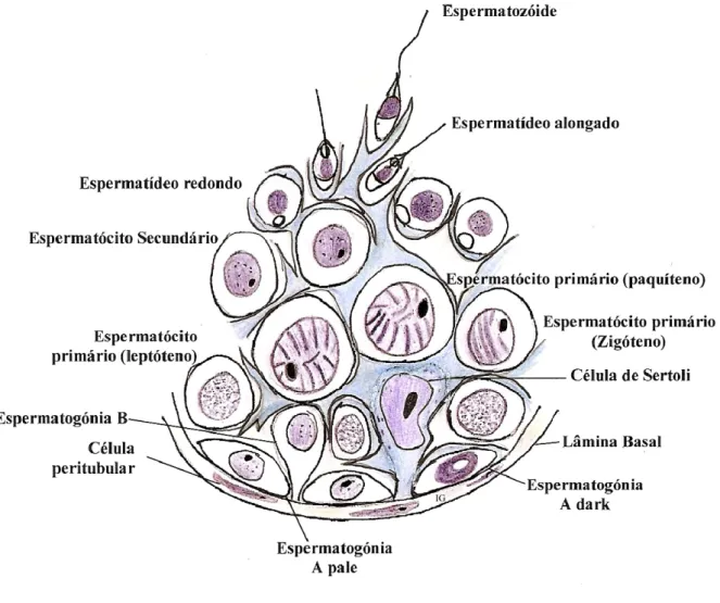 Figura 3 - Desenho esquemático do epitélio germinativo do túbulo seminífero.