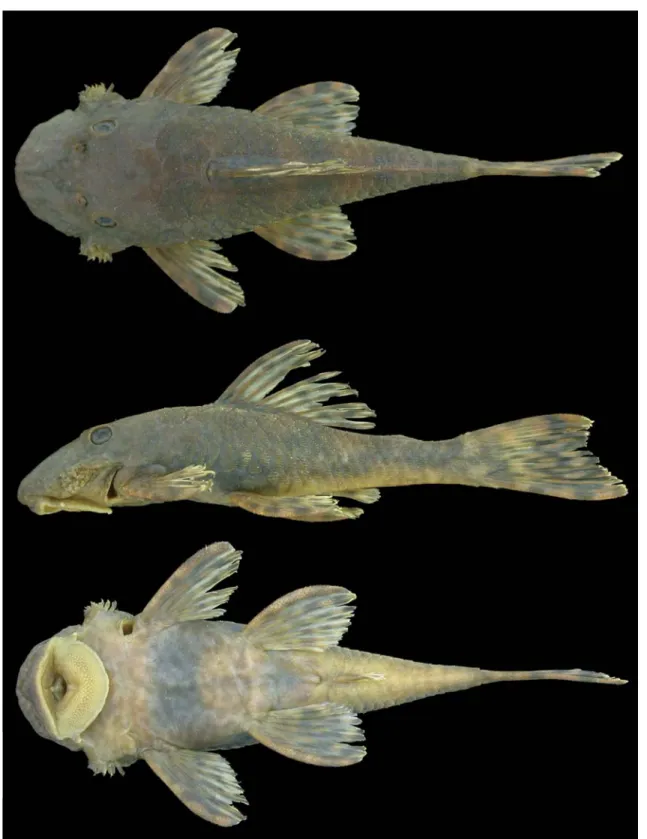 Fig. 2. Ancistrus verecundus, MCP 35572, holotype, male, 53.7 mm SL; igarapé Piracolina, upper rio Madeira basin, Vilhena, Rondônia, Brazil.