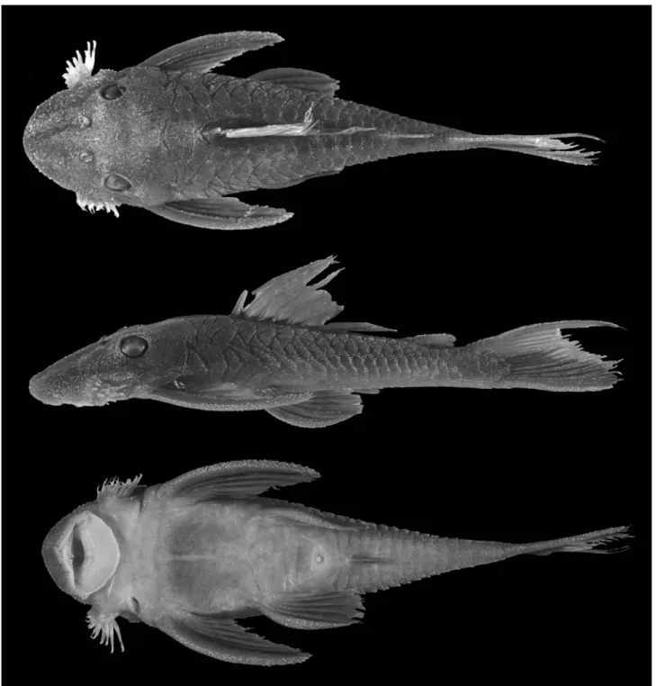 Fig. 8. Dorsal, lateral, and ventral views of Lasiancistrus schomburgkii, FMNH 111717, 124.0 mm SL.