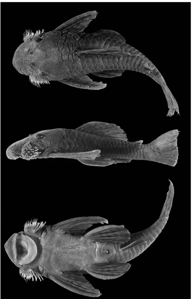 Fig. 9. Dorsal, lateral, and ventral views of holotype of Lasiancistrus tentaculatus, MCNG 19744, 147.6 mm SL.