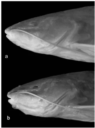 Fig. 4. Eye size variability of two paratypes of R. enfurnada; a, reduced eyes (32.9 mm HL); b, externally invisible eyes, with a conspicuous orbital concavity (32.1 mm HL); (MZUSP 87777).
