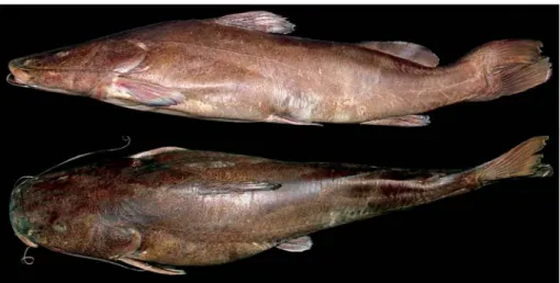 Fig. 9. Lateral and dorsal views of S. melanodermatum holotype. MZUSP 87983, 530 mm SL, municipality of Quedas do Iguaçu, rio Iguaçu, down river of the Salto Osório dam, Paraná, Brazil.