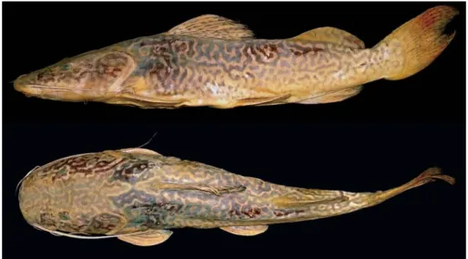 Fig. 6. Lateral view of S. doceanum, syntype. MCZ 23794, 307 mm SL, rio Doce between Linhares and Aimorés, Espírito Santo, Brazil.