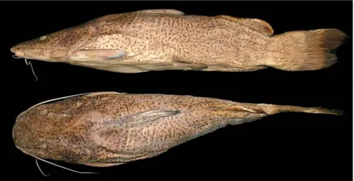 Fig. 7. Lateral and dorsal views of S. scriptum. MZUSP 88015, 690 mm SL, Jaguara, rio Grande, cachoeira Mata-Doutor, downstream of Jaguara hydroelectric power dam, São Paulo, Brazil.