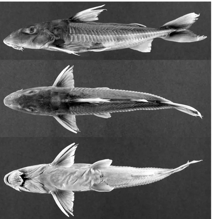 Fig. 10. Leptodoras copei, ANSP 162466 (SL 141.5 mm), río Orinoco (Atlantic dr.), near mouth of río Iguapo, Amazonas, Venezuela.