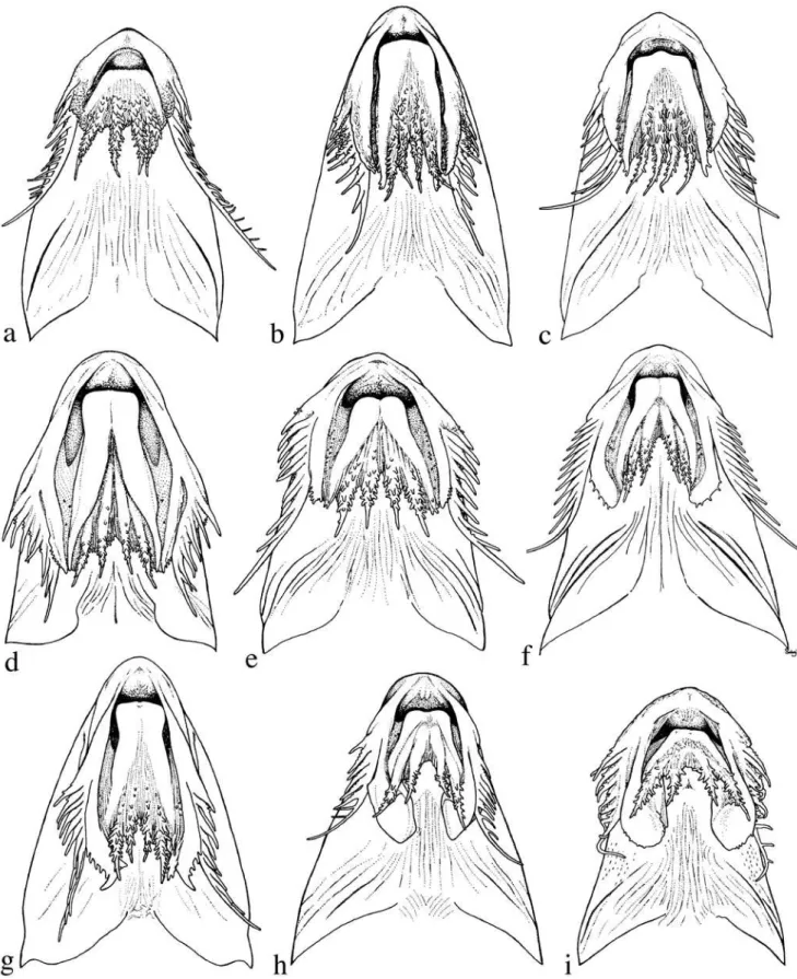 Fig. 4. Variation in oral-hood morphology in Anduzedoras and Leptodoras. a. A. oxyrhynchus, ANSP 160628 (SL 124.6 mm)