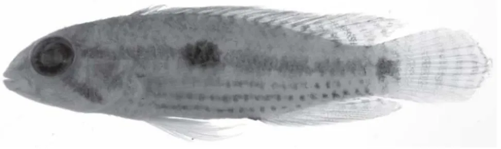 Fig. 2. Apistogramma angayuara, paratype, INPA 12647, female, 22.1 mm SL. Brazil, rio Trombetas below cachoeira Vira Mundo.
