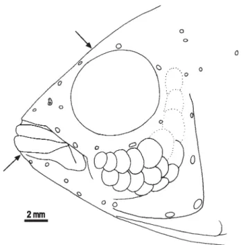 Fig. 7. Apistogramma salpinction, paratype, NRM 37027, 25.1 mm SL, pattern of lateralis openings on head