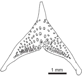 Table 2. Morphometry of Apistogramma salpinction. Mea- Mea-surements expressed as percent of SL, except SL in mm; n = 7 (4 males, 3 females)