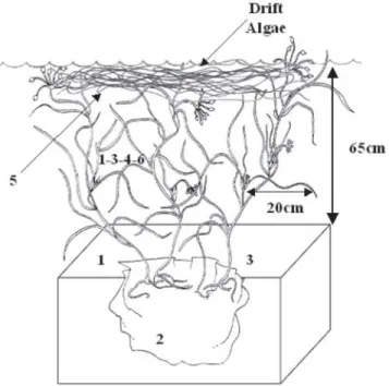 Fig. 3. Conceptual diagram showing the microhabitat distri- distri-bution within the Widgeon grass bed of some benthic macroinvertebrates consumed by Syngnathus folletti