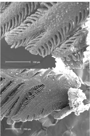 Table 2. Absolute and relative mean fecundity values (± Stan- Stan-dard Deviation) of small size characids