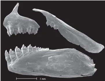 Fig. 2. Hyphessobrycon hexastichos, MCP 37649, paratype, 38.8 mm SL. Scanning electronic microscopy of left side  up-per and lower jaws teeth.