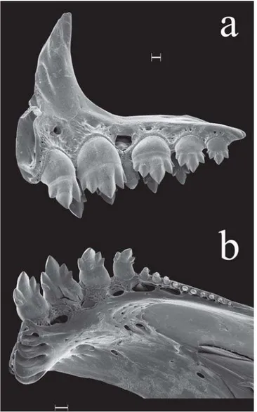 Fig. 2.  Astyanax ajuricaba, MZUSP 96045, 60.6 mm SL; scanning electron micrographs (SEM) showing right premaxillary (a) and dentary teeth (b) in mesial view
