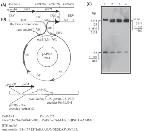 Figure 2. The strategy used to disrupt parB in Xac. The suicide vector pPAU2, which carries the parB124 –769 fragment, was integrated into the parB locus of Xac by a single crossover event; integration generated the genomic structure depicted underneath th