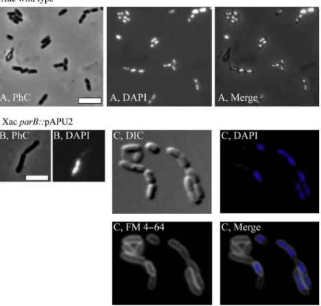 Figure 4. Morphological analysis of Xac parB:: pPAU2 mutant cells. The Xac parB::pPAU2 mutant, which expresses only truncated forms of ParB, was compared with Xac wild type using various combinations of phase contrast (PhC), differential interference contr