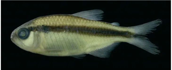Fig. 1. Hyphessobrycon melanostichos, MCP 39510, holotype, 34.7 mm SL, female; rio Doze de Outubro, tributary of rio Juruena, rio Tapajós basin, Mato Grosso, Brazil.