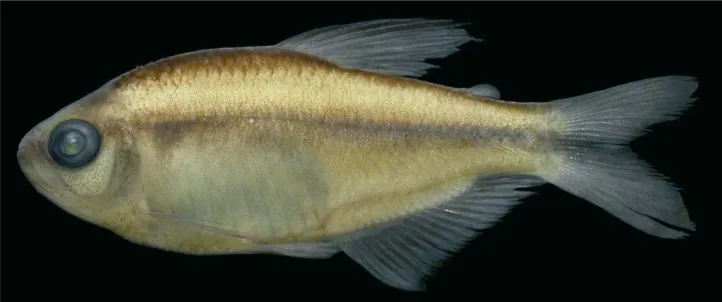 Table 1. Morphometric data of holotype (H) and paratypes of Hyphessobrycon melanostichos (n = 24 including the holotype) and H