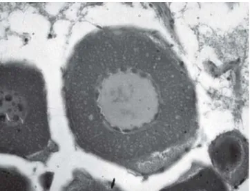 Fig. 3. Merluccius hubbsi: oocyte in perinucleolar stage (cen- (cen-ter) (0.16mm length field).