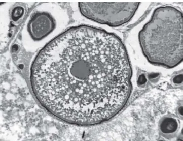 Fig. 7. Merluccius hubbsi: oocyte with nuclear migration (1.5mm length field).