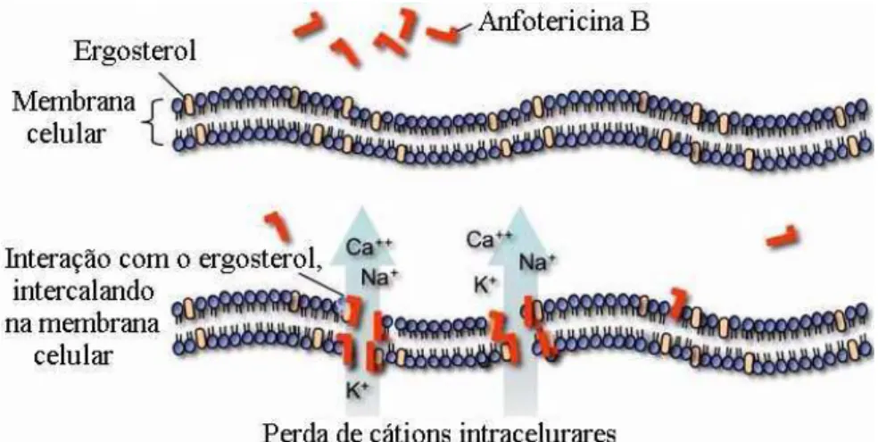 Figura  1.4  -  Ação  da  anfotericina  B  formando  poros  na  membrana                      plasmática do fungo