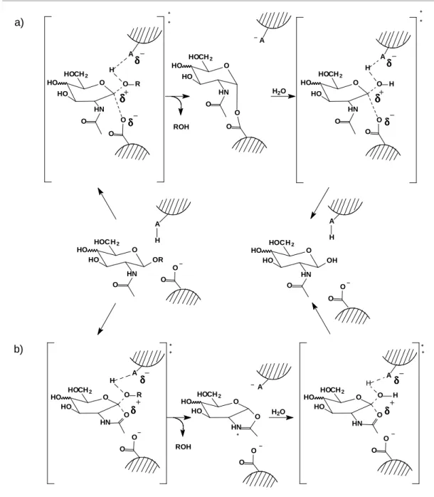 Figura 1.8 - Representação esquemática de dois possíveis mecanismos de reação de  uma N-acetilhexosaminidase (HORSCH et al., 1997)