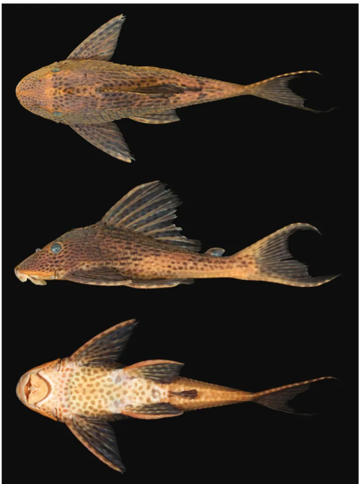 Fig. 2. Hypostomus kopeyaka, MZUSP 92330, 167.0 mm SL: dorsal, lateral, and ventral views.